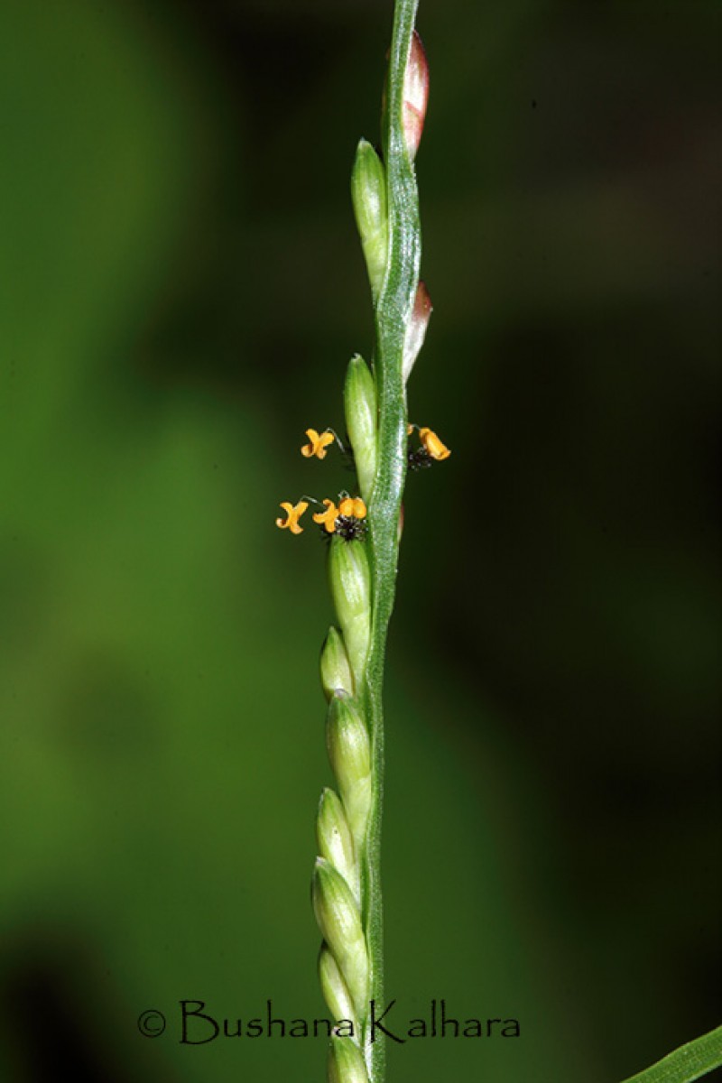 Urochloa distachya (L.) T.Q.Nguyen